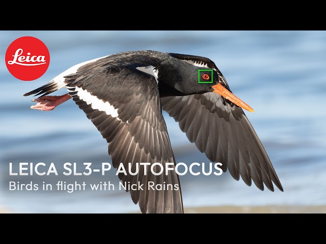 Leica SL3-P : Autofocus in Action.