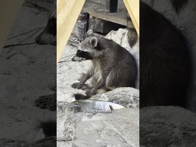 Raccoons are making toys!