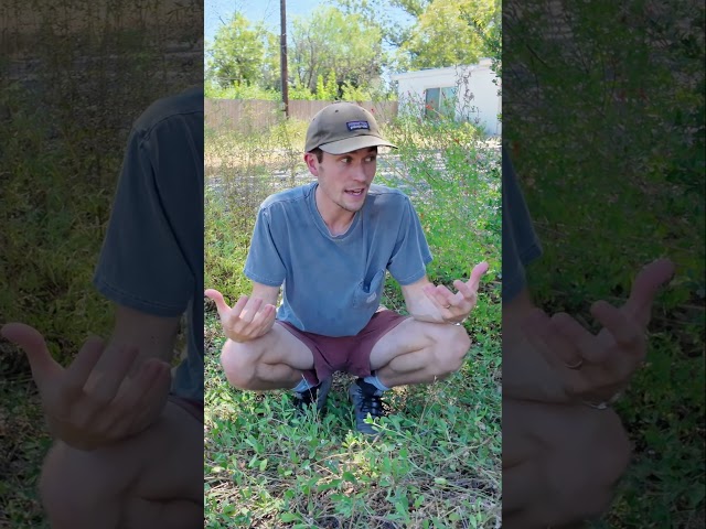 The Texas Groundcover That Never Quits