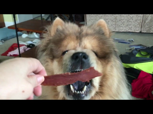 ASMR | dog chewing jerky