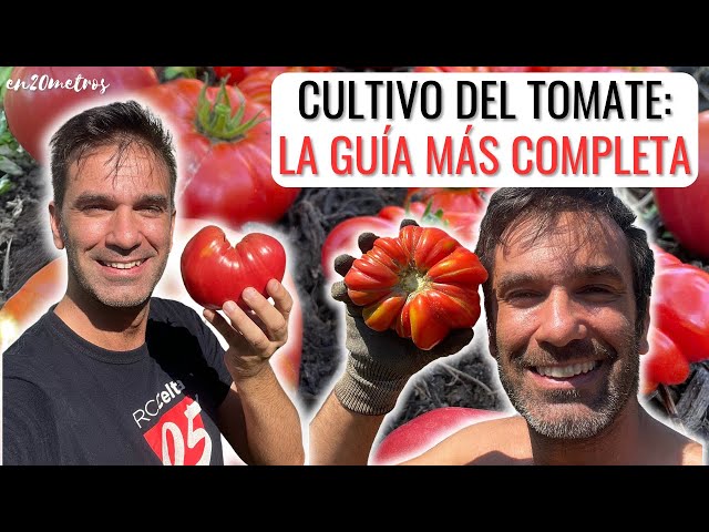 La MEJOR GUÍA DE CULTIVO DE TOMATES que verás en Youtube || en20metros