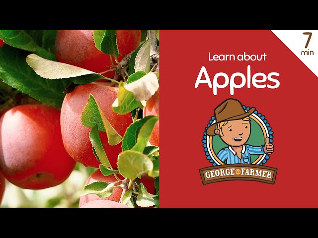 Apples with George the Farmer