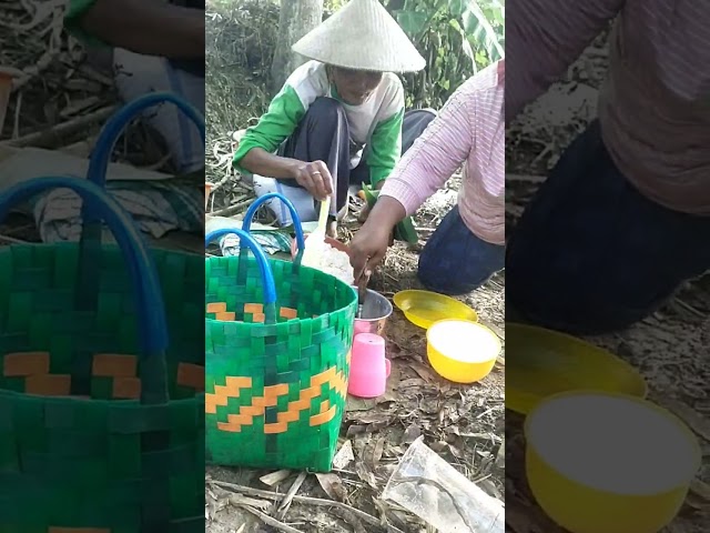 menanam jagung benih NK6217 Perkasa dengan jarak tanam 40 70 satu lubang 2 biji