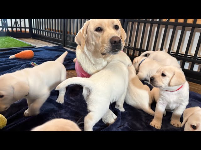 LIVE PUPPY CAM Zoey's 9 Labrador Puppies on their 5 WEEK Birthday!- SO cute! Part 1