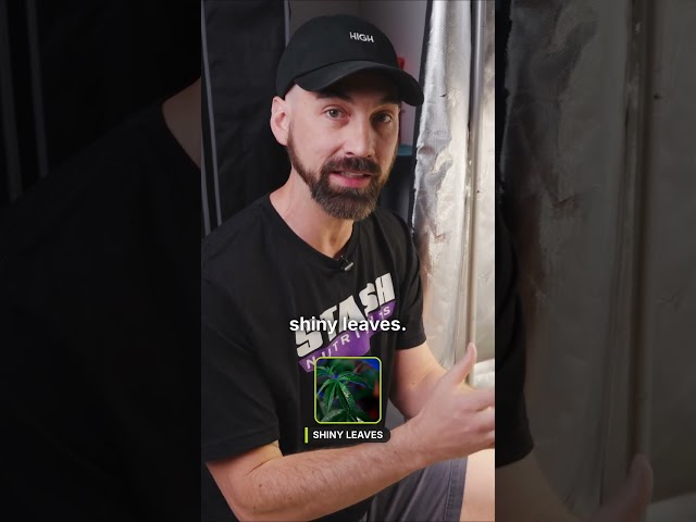 How to Read Your Seedling's Leaf Color