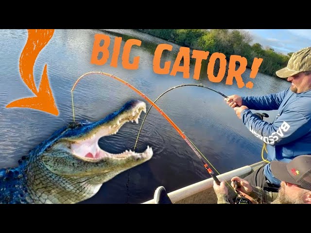 Catching GATORS On SUPER TAGS, Fishing For BLUEGILL & Setting HOG TRAPS!
