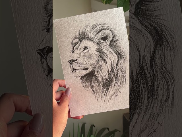 King in Graphite🦁