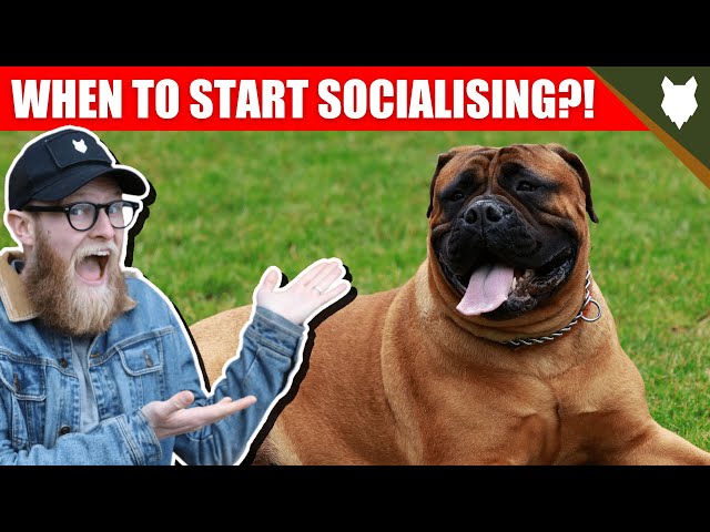 WHEN TO START SOCIALISING MY BULLMASTIFF PUPPY