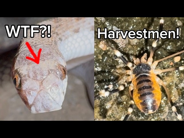Weird Desert Snakes, Arthropods, and More! - Herping San Diego, California