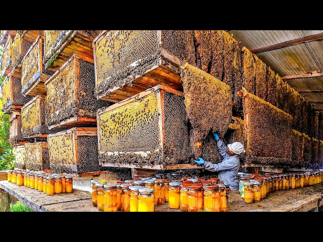 Inside Turkey’s Honey Factory How Beekeepers Process Honeycomb 🍯 Full Process