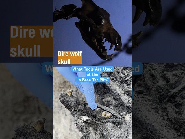 What Tools Are Used at the La Brea Tar Pits? | #DeepLook #Shorts