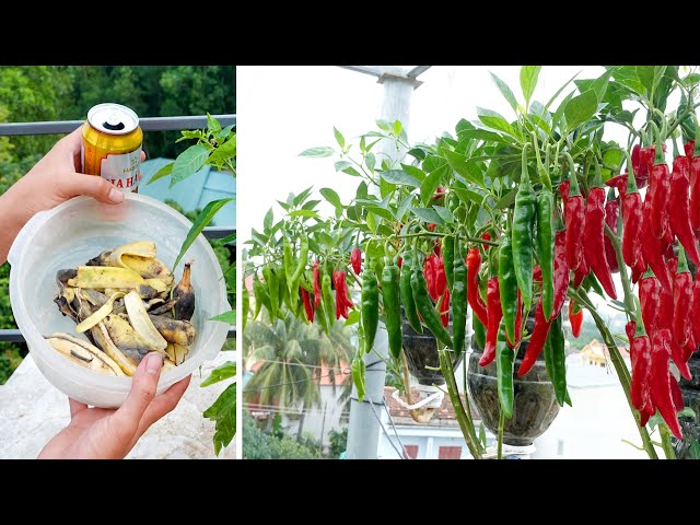 Tips for growing Chili in plastic bottles with many fruits and for year round harvest
