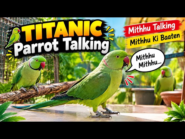 Parrot talking video | mithu ki batain | parrot talking video 2026 … 
