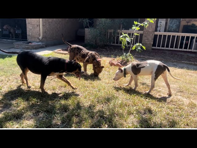 Hyena Attacks XL Pitbull [GRAPHIC CONTENT CENSOR ADVISED]