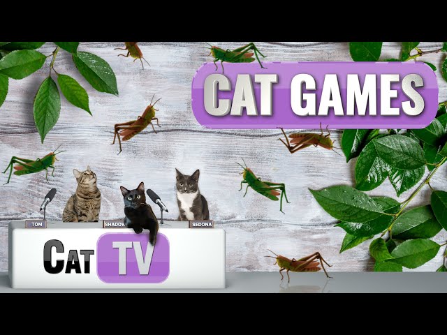 CAT Games | The Great Grasshopper Game | Cat TV 4K | Bug Videos For Cats to Watch | 😼 🦗