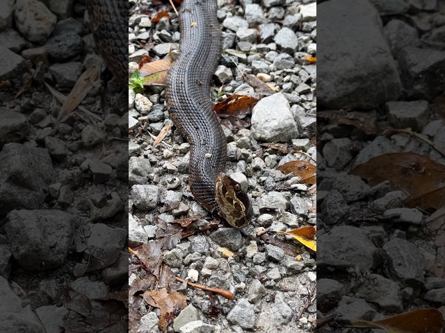 A Walk on Snake Road! Loads of Cottonmouths