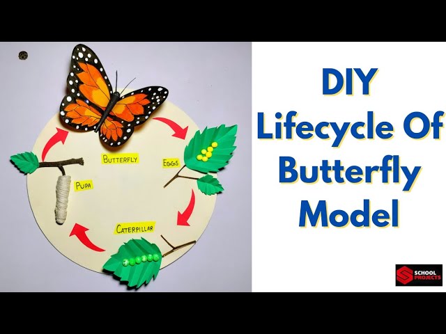 Lifecycle Of Butterfly Model For School Project/Lifecycle Of Butterfly 3D Model For Science Project