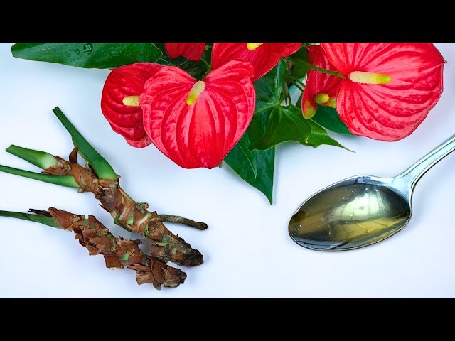 👍🔥 Magical! Just a spoonful can revive the wilted anthurium