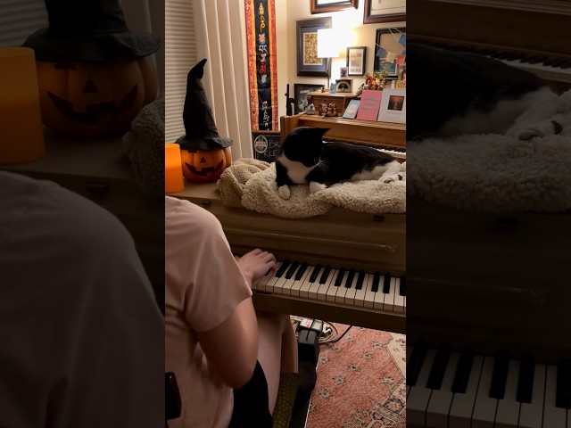 Happy cat day! With Charlie Brown Great Pumpkin Waltz