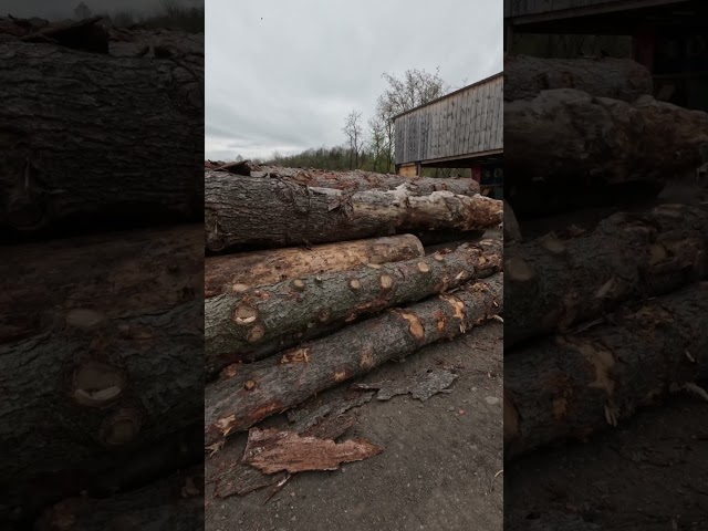 more spruce and pine to saw # shorts #woodworking #chestnut #sawdust #logger #wood #evergreentree