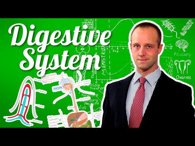 The Digestive System - GCSE IGCSE 9-1 Biology - Science - Succeed In Your GCSE and IGCSE