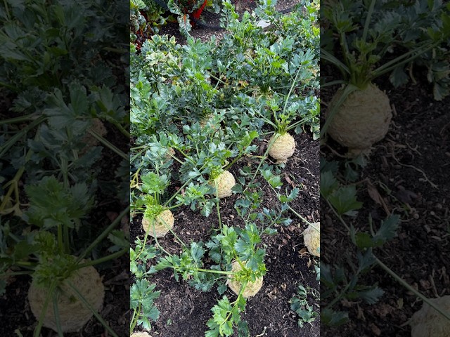 Celeriac still swelling