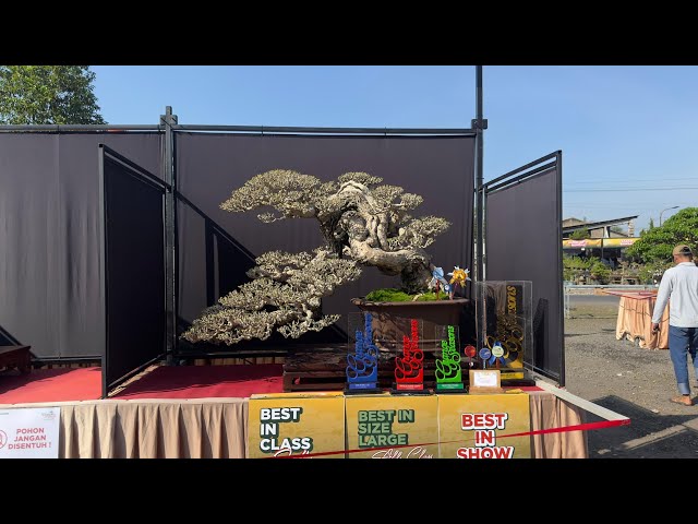 Virall !!!!😱😱 ,,Best in show pameran bonsai nasional Tasikmalaya 2026
