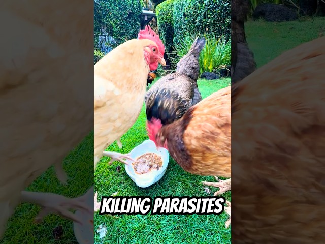 PREVENT CHICKEN PARASITES!! 🐔💕 By feeding them spicy chili peppers