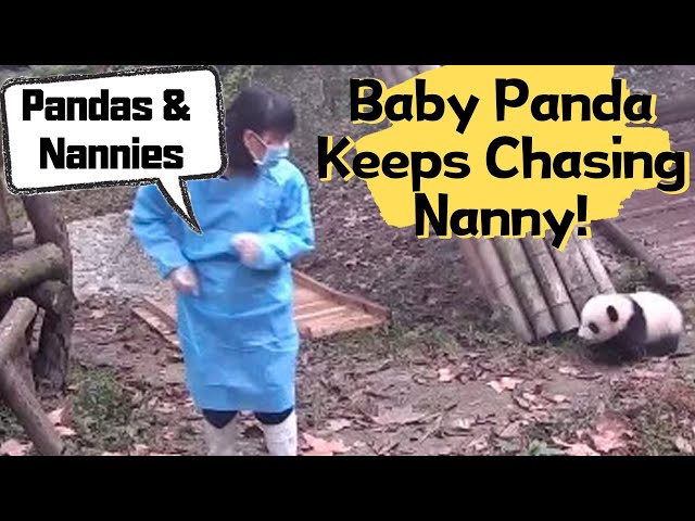 Adorable Baby Panda Keeps Chasing Until Nanny Kisses And Hugs Her | iPanda