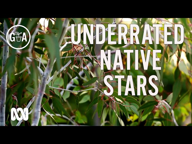 Underrated native plants to create layers in your garden! | Gardening Australia