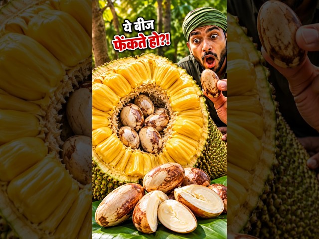 कटहल के ये बीज फेंकते हो?!😱🌰 इन्हें खाने का तरीका जानिए #jackfruit #jackfruitseeds #shorts