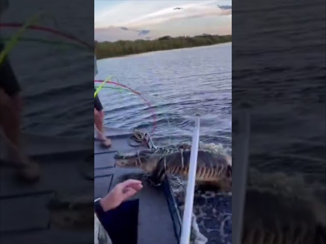 GIANT ALLIGATOR CAPTURED! 6/15 #viral #short #youtubeshorts #shorts #viralvideo #youtube #shortvideo