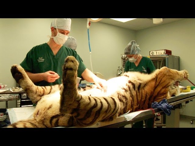Tiger Surgery - Big Cat Rescue