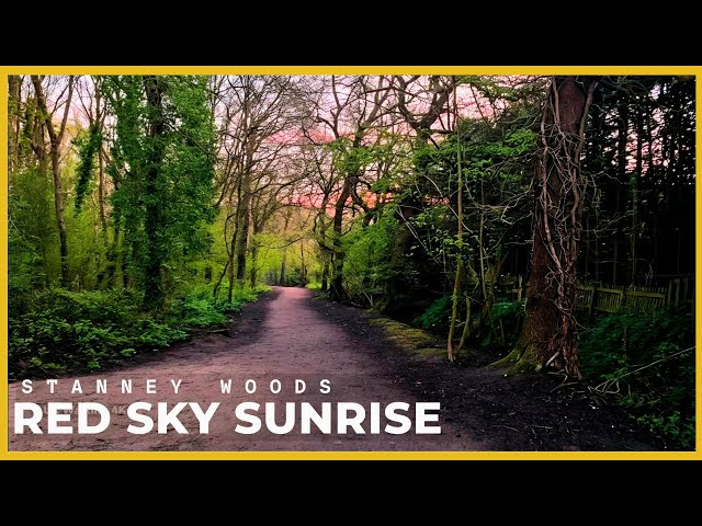 Red Sunrise Forest Walk in England 🌅 | Birdsong & Duck Pond | 4K 60fps HDR | No Talking