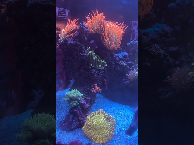 POV: Your saltwater tank just became THIS colorful 🌈 #aquarium #transformation