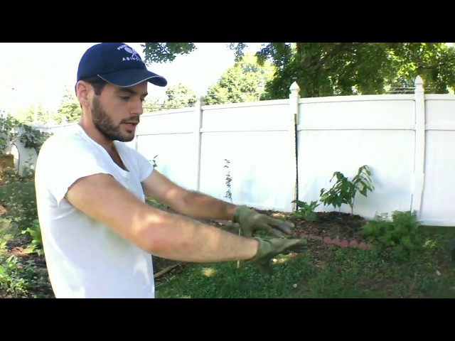 Future Backyard Orchard Plans