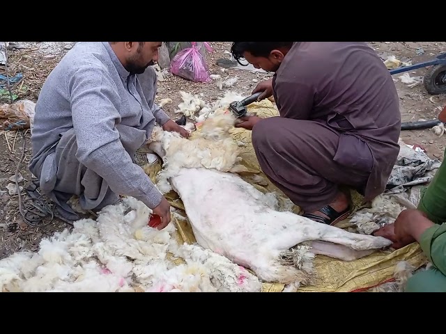SHEEP SHAVING 
