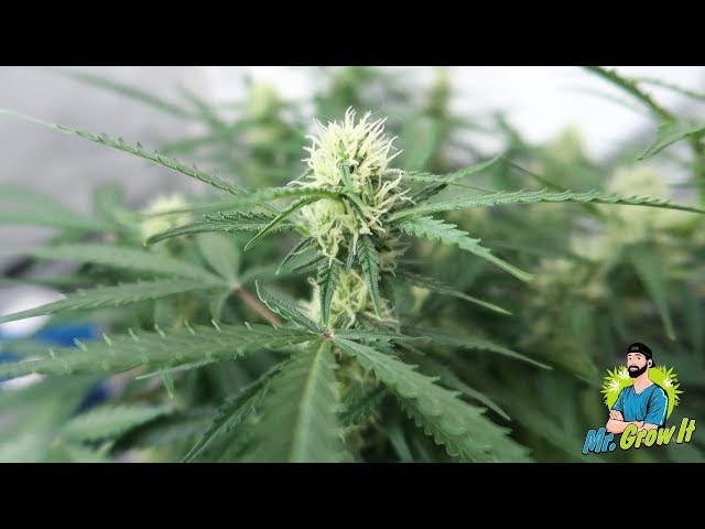 Cannabis Plants in Flowering Stage! - Weekly Grow Series Update