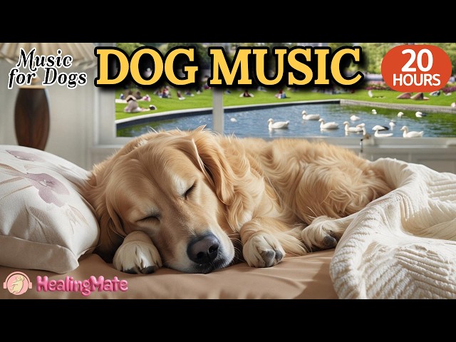 20 HOURS of Dog Calming Music🐶🎵Soothing Dog Music for Separation Anxiety🐶💖Deep Sleep Music for Dog