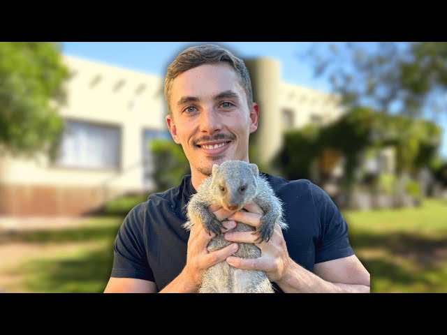 What It’s Like To Live With A Mongoose