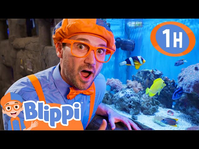 Blippi Visits an Aquarium (Boise)! | 1 HOUR OF BLIPPI TOYS! | Sea Animal Videos for Kids