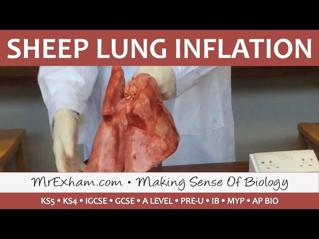 Real sheep lung inflation! - GCSE/A Level/IB Biology