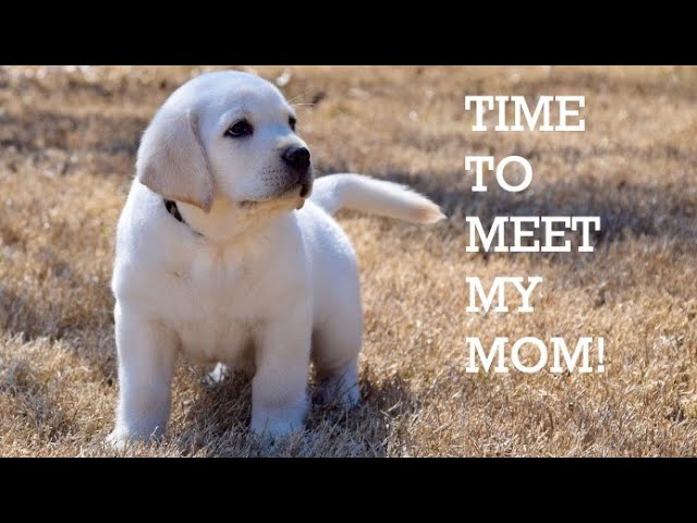 Lil Naz the Lab Puppy goes to his forever home!
