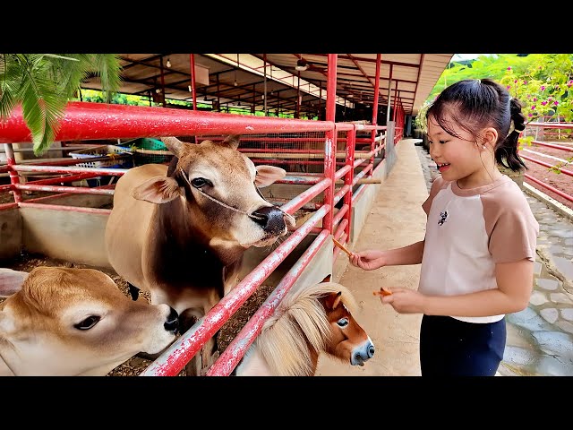 Feeding Cows, Donkeys, Ponies and Monkeys