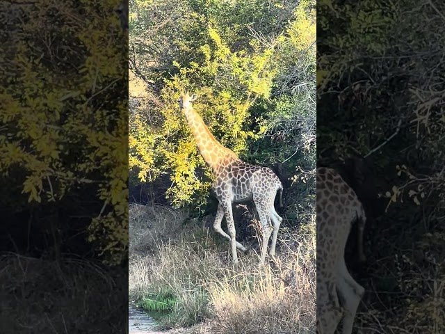 Giraffes crossing the road