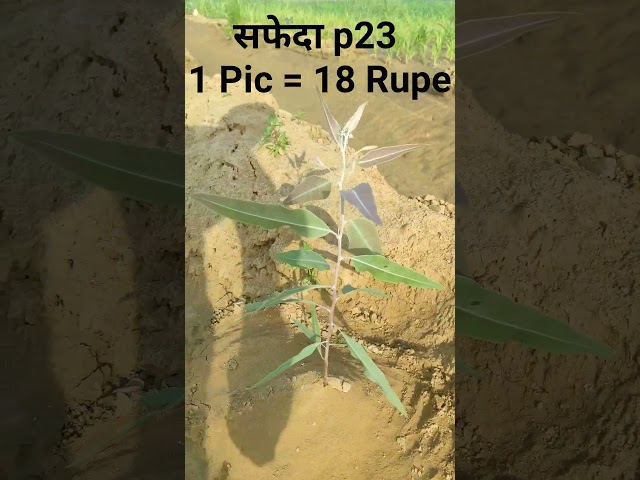 18 रूपये वाला सफेदा #vikwayy #shortvideo #viralvideo