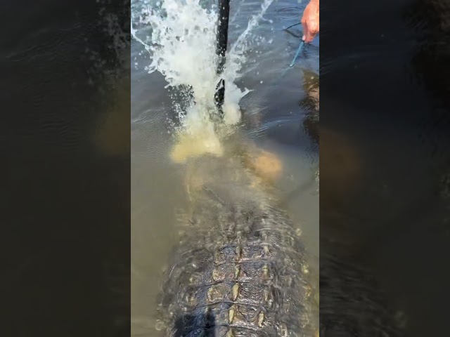 MONSTER ALLIGATOR CAPTURED! #viral #short #youtubeshorts #shorts #viralvideo #youtube #shortvideo