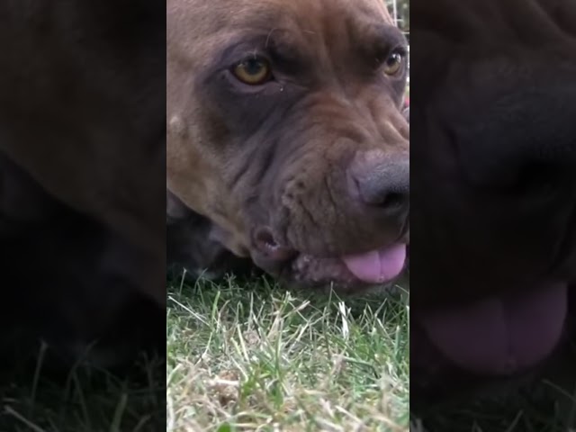 Pit Bull Snaps at Puppy
