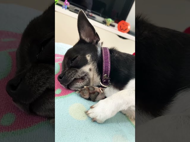 Cute Chihuahua Taking an Afternoon Nap 😍 💤 | Cute dogs 🐶