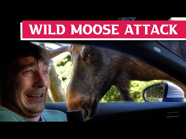 WILD MOOSE TRIED TO BREAK INTO OUR CAR | Jez and Tom | Sweden